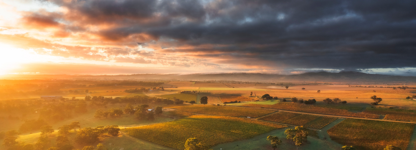 Aerial view of Mirus vineyard at sunset